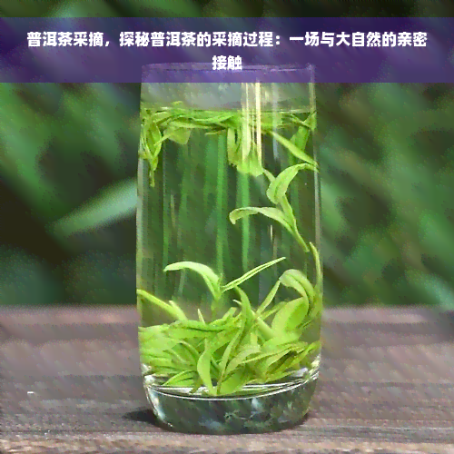 普洱茶采摘，探秘普洱茶的采摘过程：一场与大自然的亲密接触