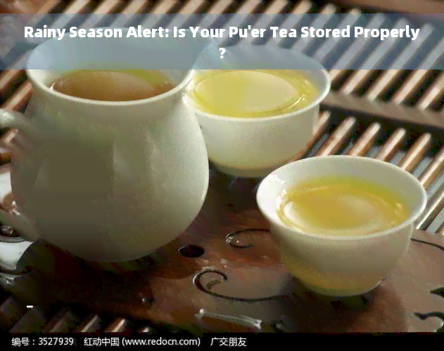 Rainy Season Alert: Is Your Pu'er Tea Stored Properly?