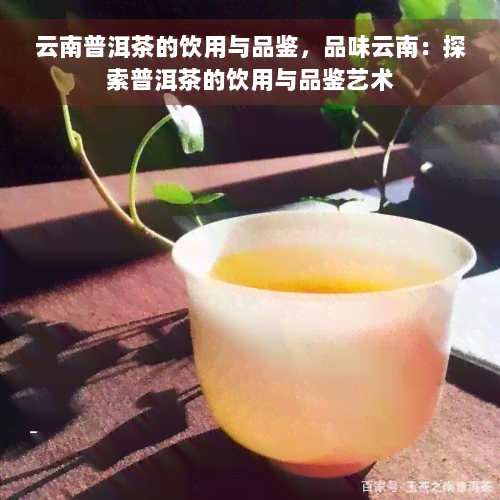 云南普洱茶的饮用与品鉴，品味云南：探索普洱茶的饮用与品鉴艺术