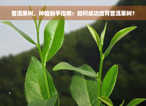 普洱果树，种植新手指南：如何成功培育普洱果树？