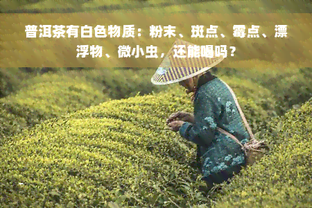 普洱茶有白色物质：粉末、斑点、霉点、漂浮物、微小虫，还能喝吗？