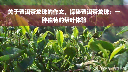 关于普洱茶龙珠的作文，探秘普洱茶龙珠：一种独特的茶叶体验