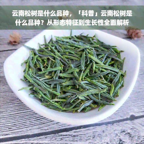 云南松树是什么品种，「科普」云南松树是什么品种？从形态特征到生长性全面解析