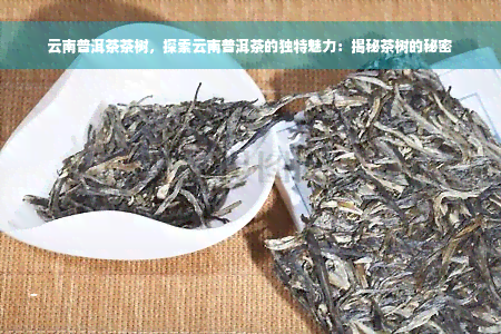 云南普洱茶茶树，探索云南普洱茶的独特魅力：揭秘茶树的秘密