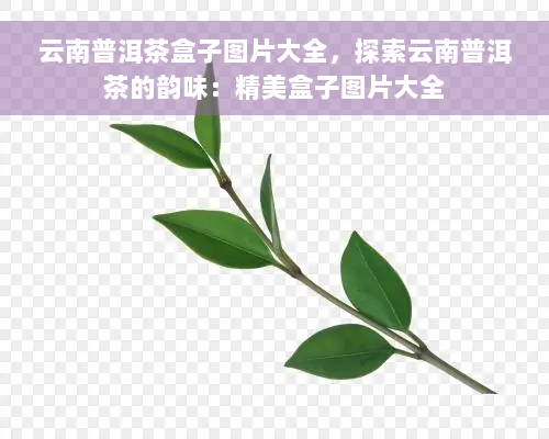 云南普洱茶盒子图片大全，探索云南普洱茶的韵味：精美盒子图片大全