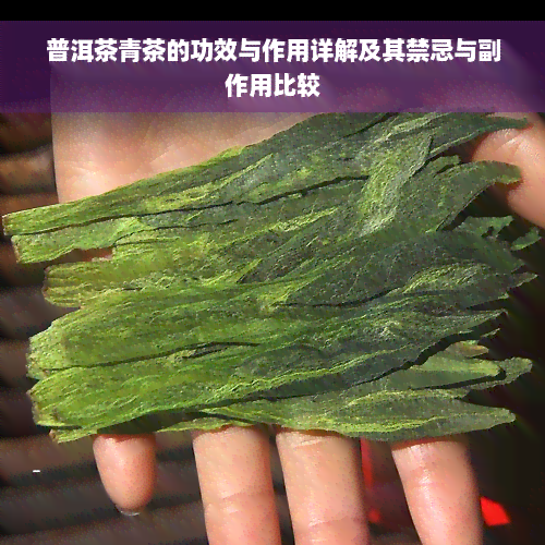 普洱茶青茶的功效与作用详解及其禁忌与副作用比较