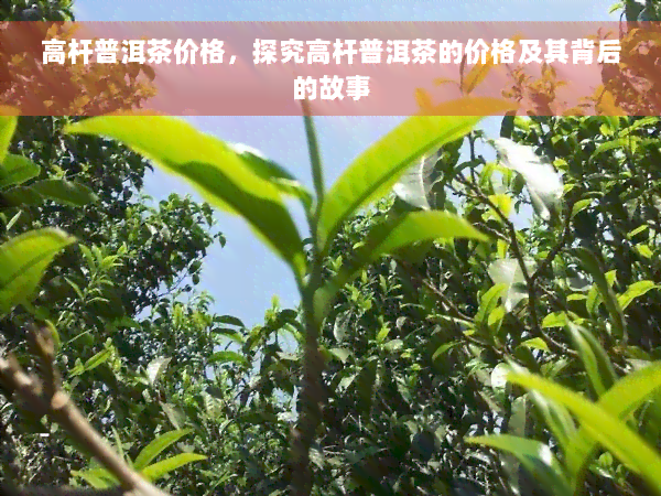 高杆普洱茶价格，探究高杆普洱茶的价格及其背后的故事