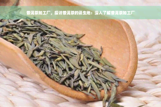 普洱茶加工厂，探访普洱茶的诞生地：深入了解普洱茶加工厂