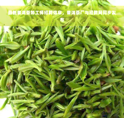 最新普洱茶加工师招聘信息，普洱茶厂与招聘网同步发布