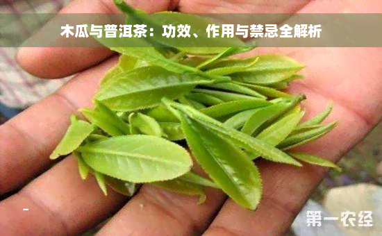 木瓜与普洱茶：功效、作用与禁忌全解析