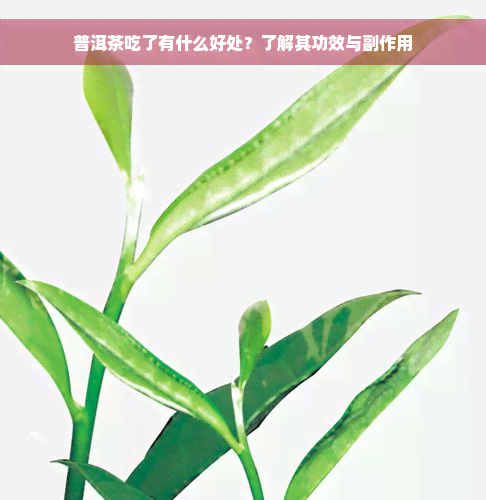 普洱茶吃了有什么好处？了解其功效与副作用