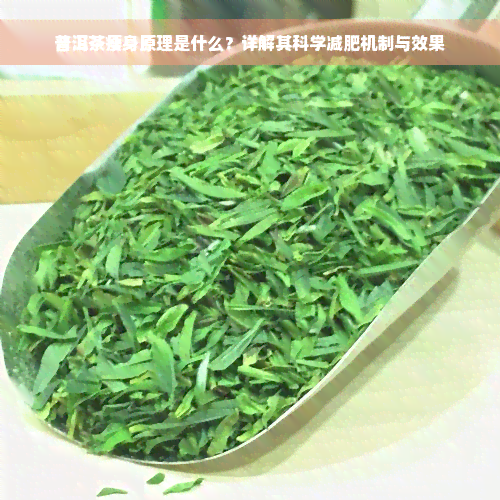 普洱茶瘦身原理是什么？详解其科学减肥机制与效果