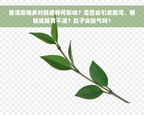 普洱茶喝多对肠道有何影响？是否会引发腹泻、便秘或肠胃不适？肚子会胀气吗？