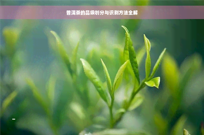 普洱茶的品级划分与识别方法全解