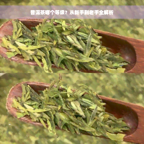 普洱茶哪个等级？从新手到老手全解析