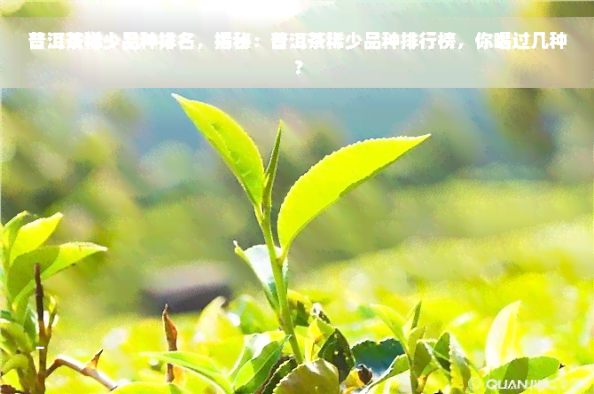 普洱茶稀少品种排名，揭秘：普洱茶稀少品种排行榜，你喝过几种？