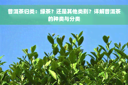 普洱茶归类：绿茶？还是其他类别？详解普洱茶的种类与分类