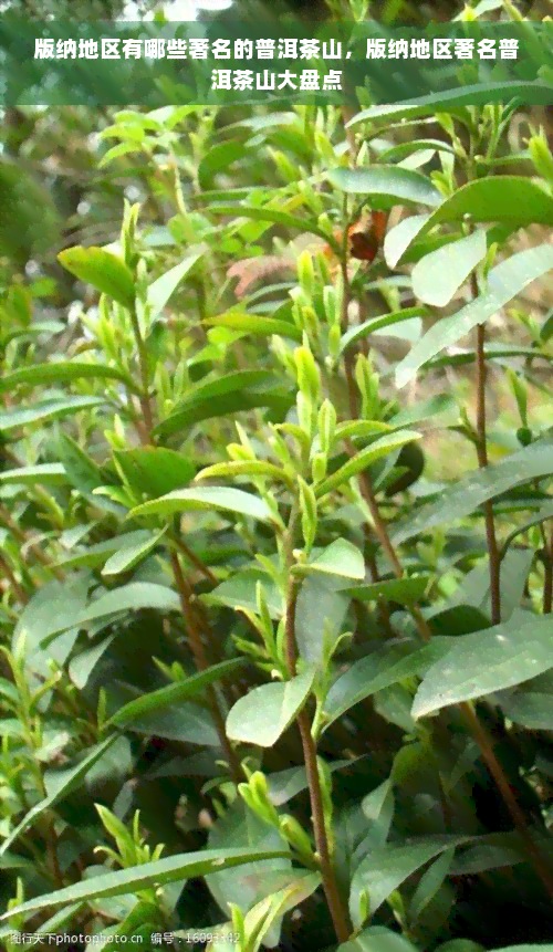 版纳地区有哪些著名的普洱茶山，版纳地区著名普洱茶山大盘点