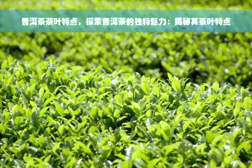 普洱茶茶叶特点，探索普洱茶的独特魅力：揭秘其茶叶特点