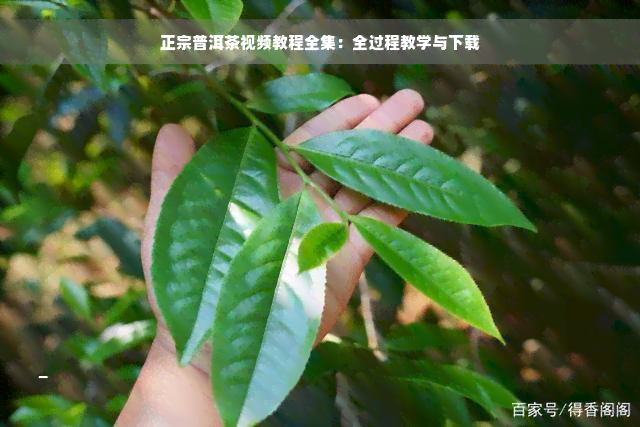 正宗普洱茶视频教程全集：全过程教学与下载