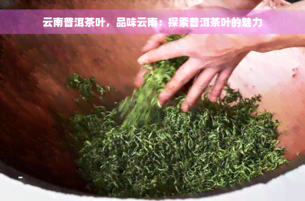 云南普洱茶叶，品味云南：探索普洱茶叶的魅力