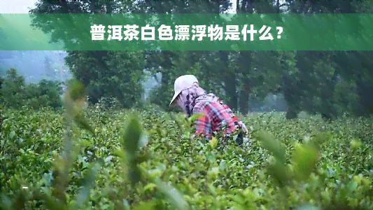 普洱茶白色漂浮物是什么？