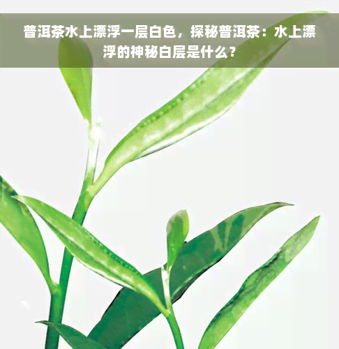 普洱茶水上漂浮一层白色，探秘普洱茶：水上漂浮的神秘白层是什么？