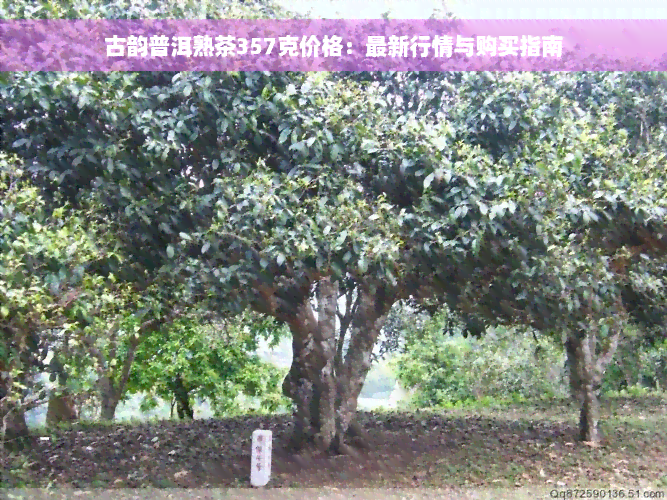 古韵普洱熟茶357克价格：最新行情与购买指南