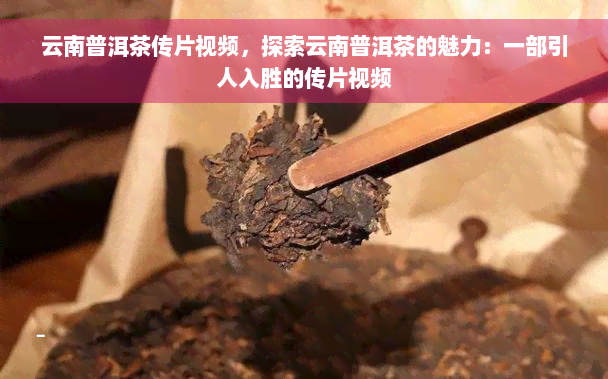 云南普洱茶传片视频，探索云南普洱茶的魅力：一部引人入胜的传片视频