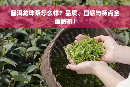 普洱龙珠茶怎么样？品质、口感与特点全面解析！