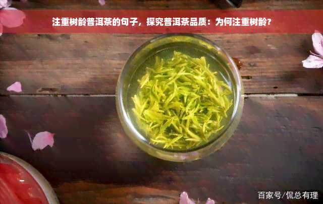 注重树龄普洱茶的句子，探究普洱茶品质：为何注重树龄？