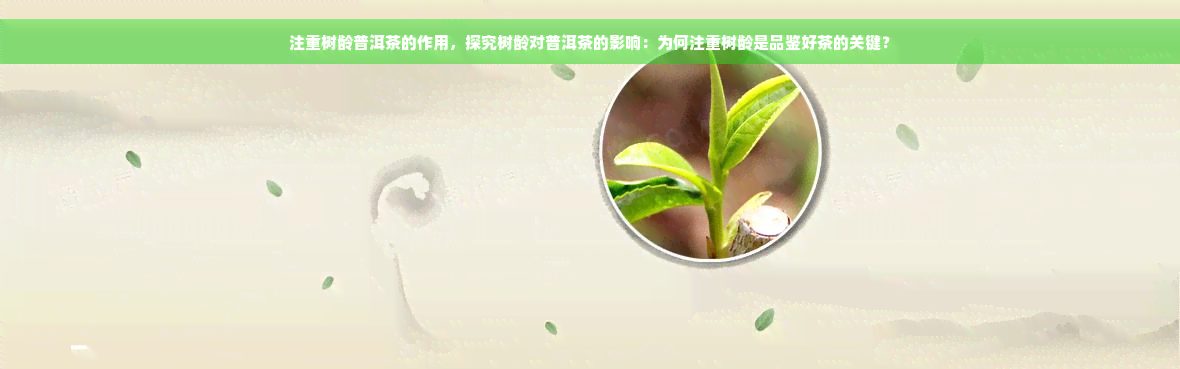 注重树龄普洱茶的作用，探究树龄对普洱茶的影响：为何注重树龄是品鉴好茶的关键？