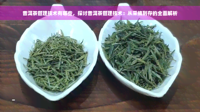 普洱茶管理技术有哪些，探讨普洱茶管理技术：从采摘到存的全面解析