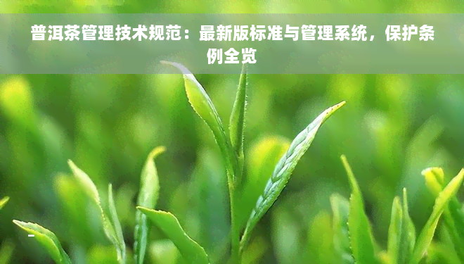 普洱茶管理技术规范：最新版标准与管理系统，保护条例全览