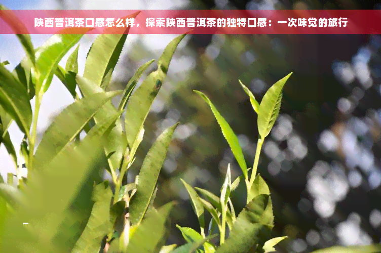 陕西普洱茶口感怎么样，探索陕西普洱茶的独特口感：一次味觉的旅行