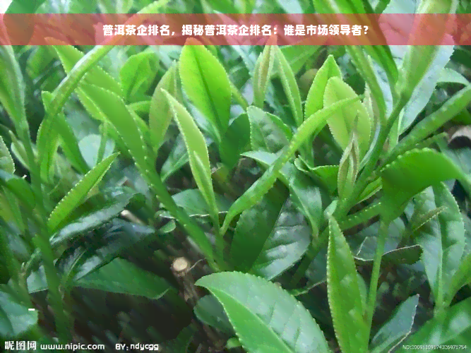 普洱茶企排名，揭秘普洱茶企排名：谁是市场领导者？