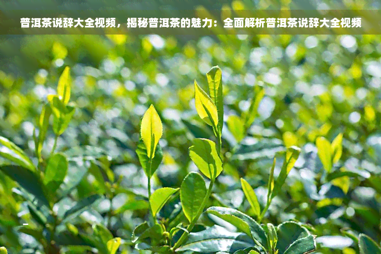 普洱茶说辞大全视频，揭秘普洱茶的魅力：全面解析普洱茶说辞大全视频