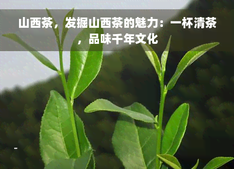 山西茶，发掘山西茶的魅力：一杯清茶，品味千年文化