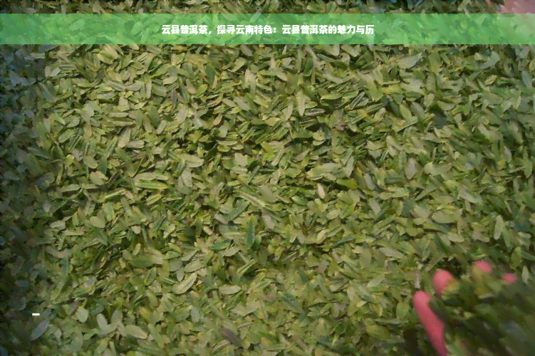 云县普洱茶，探寻云南特色：云县普洱茶的魅力与历