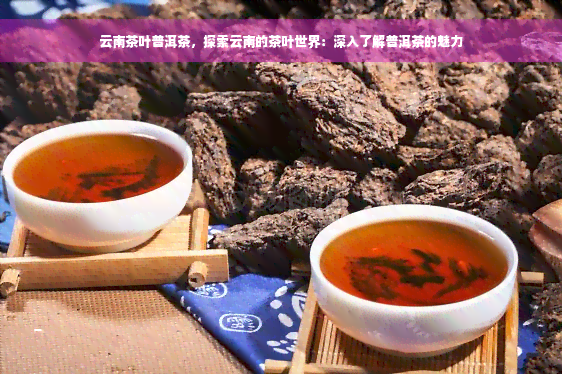 云南茶叶普洱茶，探索云南的茶叶世界：深入了解普洱茶的魅力