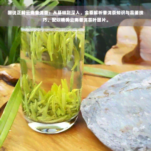 图说正解云南普洱茶：从基础到深入，全面解析普洱茶知识与品鉴技巧，配以精美云南普洱茶叶图片。