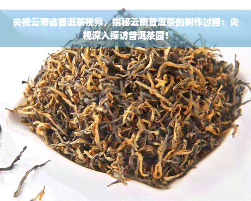 央视云南省普洱茶视频，揭秘云南普洱茶的制作过程：央视深入探访普洱茶园！