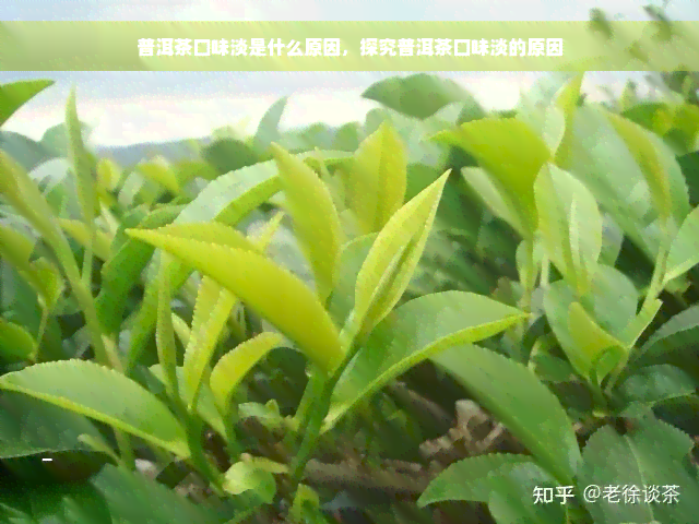 普洱茶口味淡是什么原因，探究普洱茶口味淡的原因