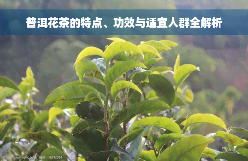 普洱花茶的特点、功效与适宜人群全解析