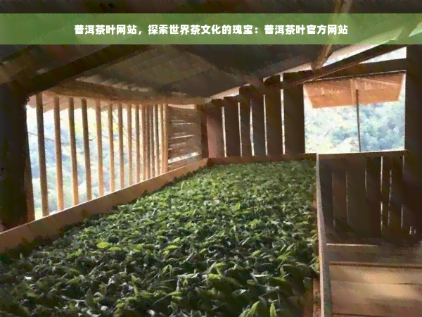 普洱茶叶网站，探索世界茶文化的瑰宝：普洱茶叶官方网站