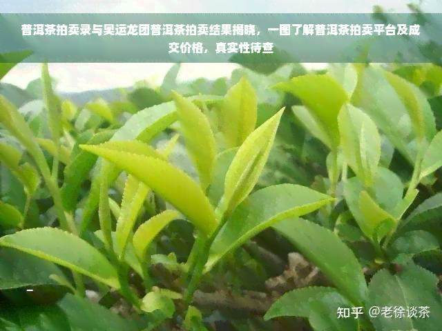 普洱茶拍卖录与奥运龙团普洱茶拍卖结果揭晓，一图了解普洱茶拍卖平台及成交价格，真实性待查