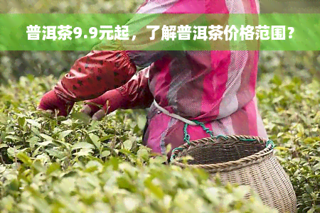 普洱茶9.9元起，了解普洱茶价格范围？