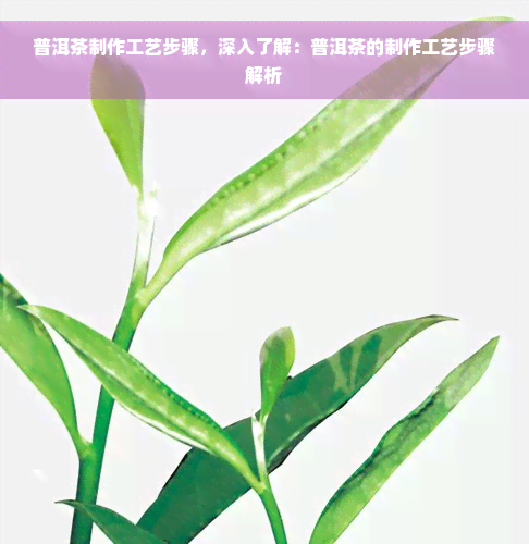 普洱茶制作工艺步骤，深入了解：普洱茶的制作工艺步骤解析