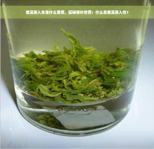 普洱茶入仓是什么意思，探秘茶叶世界：什么是普洱茶入仓？