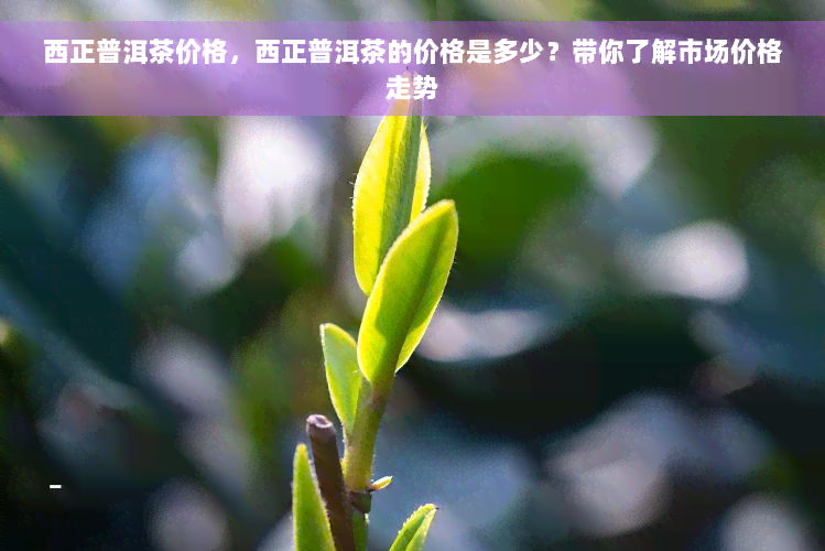 西正普洱茶价格，西正普洱茶的价格是多少？带你了解市场价格走势